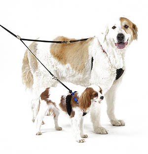 【二頭引きリード】　特価提供！