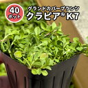 【有機一発肥料50gプレゼント】クラピア K7 40ポット 苗 9cmポット グランドカバー プランツ 庭 イワダレソウ改良種 屋上 緑化 耐寒性 多年草 ガー...