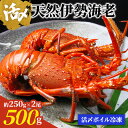 天然伊勢海老 活〆ボイル冷凍 伊勢海老 伊勢えび 伊勢エビ 国産 冷凍 ギフト 長寿祝い お中元 お歳暮 正月 ごちそう 素焼き 塩ゆで 生食不可