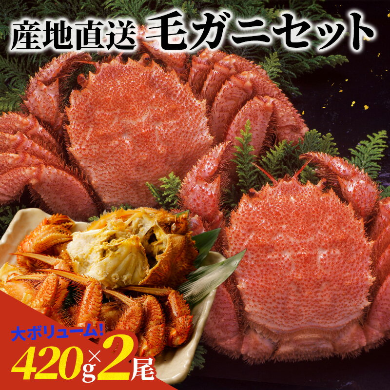 毛ガニ(420g×2尾)セット 産地直送 贈答用 お土産 贈り物 お歳暮 お中元 濃厚カニ噌 未冷凍 かに通販 お取り寄せ ギフト プレゼント 化粧箱入り 堅蟹 カタガニ かたがに ケガニ 毛ガニ かに カニ お祝い お年賀 海の幸 グルメ 厳選商品 カニ通販