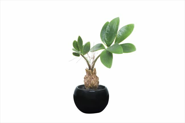 光触媒 光の楽園 パキラインポット ポリ製 520A25約 幅14×奥行15×高さ20cm人工植物 造花 フェイクグリーン おしゃれ インテリア 小型 卓上 ミニ