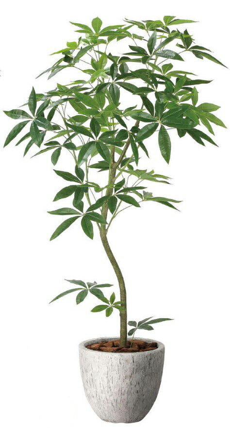 Rakuten - 【いつもありがとう母の日プレゼント】人工観葉植物 光の楽園/光触媒 ナチュラルパキラ1.62400P580約 幅70×奥行60×高さ160cm造花 アーティフィシャルフラワー 造花葉物 造花・人工観葉植物 高さ〜200cm