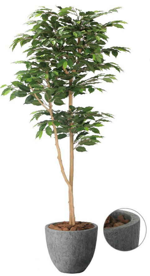 乐天商城 - 【いつもありがとう母の日プレゼント】人工観葉植物 光の楽園/光触媒 ナチュラルベンジャミン1.62401A500約 幅70×奥行65×高さ160cm造花 アーティフィシャルフラワー 葉物 造花・人工観葉植物 高さ〜200cm フェイクグリーン インテリア 大型 ディスプレイ