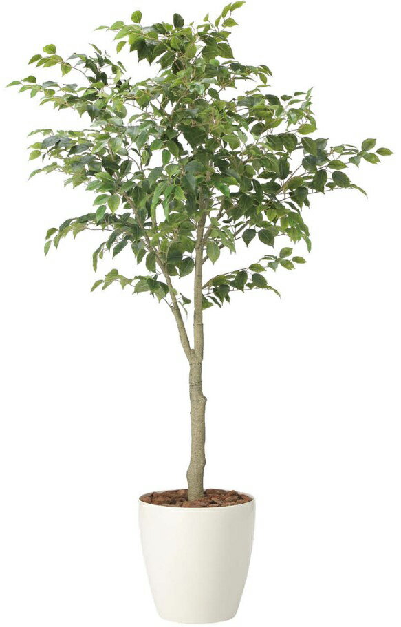 Rakuten - 人工観葉植物 光の楽園/光触媒 フィカスツリ—1.85(組み立て式)2438A430約 幅90×奥行80×高さ185cm造花 アーティフィシャルフラワー 葉物 造花・人工観葉植物 高さ〜200cm フェイクグリーン インテリア 大型 ディスプレイ 装飾