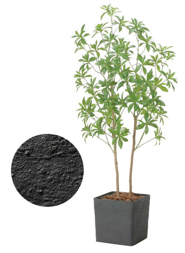 Rakuten - 【いつもありがとう母の日プレゼント】人工観葉植物 光の楽園/光触媒 インテリアフレッシュアセビ1.52575A370約 幅70×奥行40×高さ150cm造花 アーティフィシャルフラワー 葉物 造花・人工観葉植物 高さ〜150cm フェイクグリーン インテリア ディスプレイ