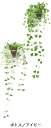 セットでお買い得！　　　送料無料　人工観葉植物光触媒グリーン　アイビー&ポトス壁掛けグリーン2個セット本品は造花になります
