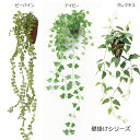 郵便定形外送料無料 人工観葉植物光触媒フェイクグリーン 壁掛けアイビー クレマチス ビーバイン3種セット