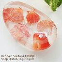 【在庫品セール】(定形外郵便対応)ソープディッシュ Red Sea Scallops ORANIC アクリル石鹸置き スタイリッシュ Heavenlyjew《在庫品》 1