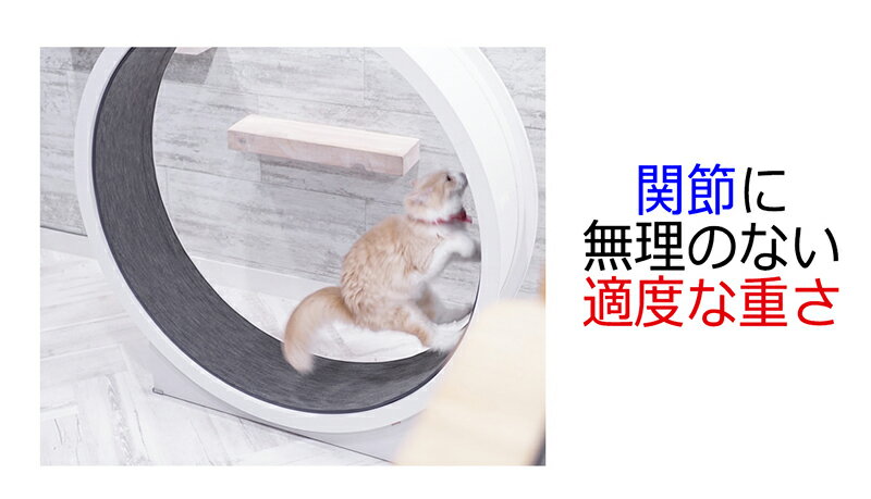 最安値 キャットホイール キャットウォーク キャットタワー Cat Wheel 猫 回転車 猫 回し車 猫ホイール ネコホイール 猫 ルームランナー 猫 ランニングマシーン 猫ジム 室内飼い 猫 健康管理 猫 運動不足 猫 ストレス解消 猫 ダイエット 猫 爪とぎ 猫のおもちゃ 最安値 キャットホイール キャットウォーク キャットタワー Cat Wheel 猫 回転車 猫 回し車 猫ホイール ネコホイール 猫 ルームランナー 猫 ランニングマシーン 猫ジム 室内飼い 猫 健康管理 猫 運動不足 猫 ストレス解消 猫 ダイエット 猫 爪とぎ 猫のおもちゃ