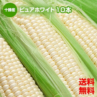 【送料無料】【北海道 十勝 新得産 萌和農場】 [白いとうもろこし] ピュアホワイト 10本 【指定日配送不可】 とうもろこし トウモロコシ とうきびのサムネイル