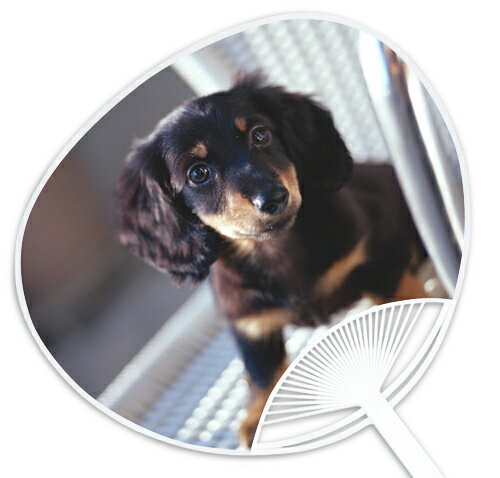 子犬・子猫うちわシリーズ『ミニチュアダックスフント（ブラック）』 〜他の店では絶対買えない当店オ..