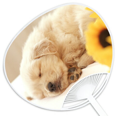 子犬・子猫うちわシリーズ『ゴールデンレトリバー』 〜他の店では絶対買えない当店オリジナルのうちわ..