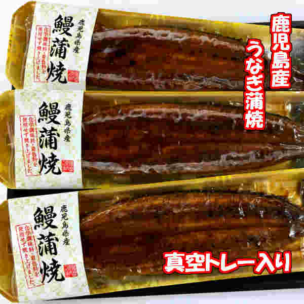 鰻 敬老の日 うなぎ 国産 鹿児島県産 ギフト プレゼント 国産うなぎ うなぎの蒲焼き 冷凍 うなぎ蒲焼 うなぎ蒲焼き 国産うなぎ蒲焼 鰻蒲焼き 蒲焼 鹿児島 ウナギ 【国内加工】 【国産ウナギ長焼140g×3尾】【タレ・山椒付き】 国産鰻 国産ウナギ 贈り物 うな重