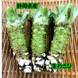 【 送料無料 】(本州のみ) 「 静岡県有東木産 生わさび500g」本わさび 生ワサビ ワサビ 山葵 わさび 生 なまわさび 薬味わさび 薬味 料理 刺身 刺し身 お刺身 国産 お取り寄せ 取り寄せ 静岡 ギフト 肉 お肉