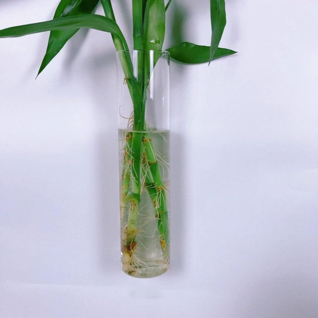 ƥʥ饤դ㤨ֲ֤Ӥ ˻  ꥢ ɳݤ  ɤ ɥ饤ե ̺  ƥꥢ ե١ 饹١  襤 01֤Ӥ ɳݤ ʪ   ֡פβǤʤ6,909ߤˤʤޤ