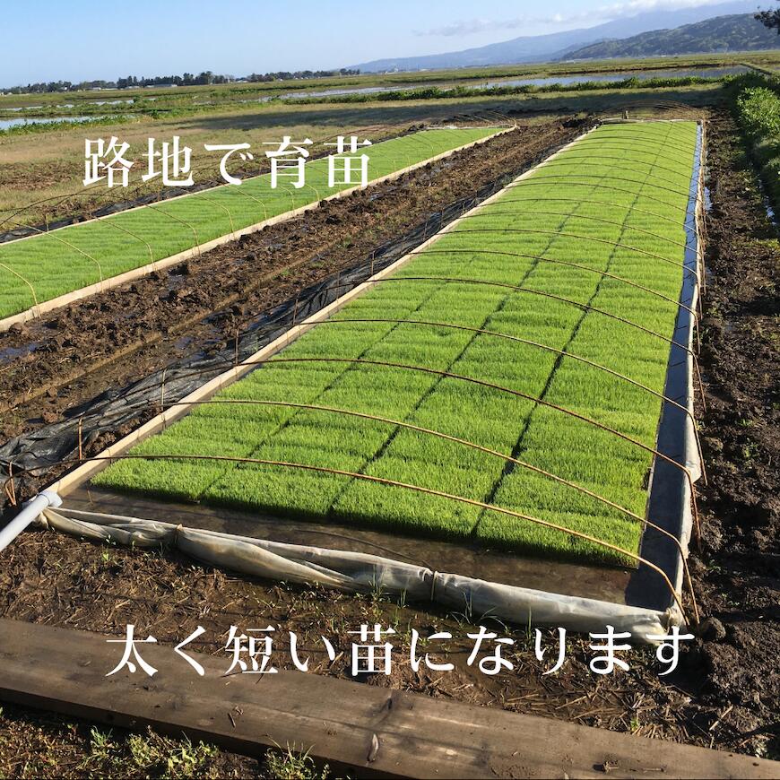 【令和7年産 有機栽培米コシヒカリ 5kg】無農薬 米 有機米 有機栽培 オーガニック マクロビ 山形県産 送料無料 お米 米 ギフト 白米 玄米 ブランド米 5キロ 贈答 お歳暮 御歳暮 高級米 sato-nojo-10000007 佐藤農場 サンプル画像2