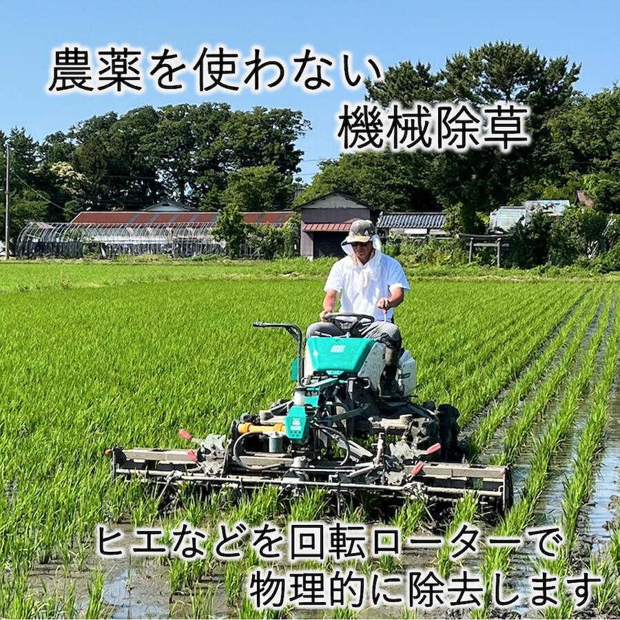 【令和7年産 有機栽培米コシヒカリ 5kg】無農薬 米 有機米 有機栽培 オーガニック マクロビ 山形県産 送料無料 お米 米 ギフト 白米 玄米 ブランド米 5キロ 贈答 お歳暮 御歳暮 高級米 sato-nojo-10000007 佐藤農場 サンプル画像3