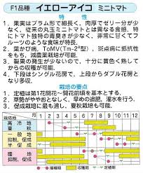 イエローアイコ ミニトマト 13粒 ミニトマトの種 サカタのタネ