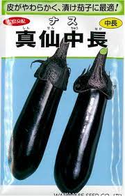 商品情報品種の特性・果のやわらかさとおいしさに優れ、小ナスの漬け物用として最適です。・栽培全期間を通して着果が良く、多収です。・果皮は鮮紫黒色で高品質なので加工用・青果出荷用に、絶大な好評を得ています。真仙中長 ナス 中長ナス ナスの種 茄子の種 渡辺採種場 一度食べたらやめられない！皮がやわらかく漬けナスに最適！ 5