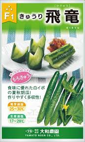 飛竜 キュウリ キュウリの種 きゅうり 大和農園 小袋約1ml