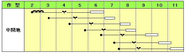 【 輝緑 】 キャベツ 種 キャベツの種 小林種苗