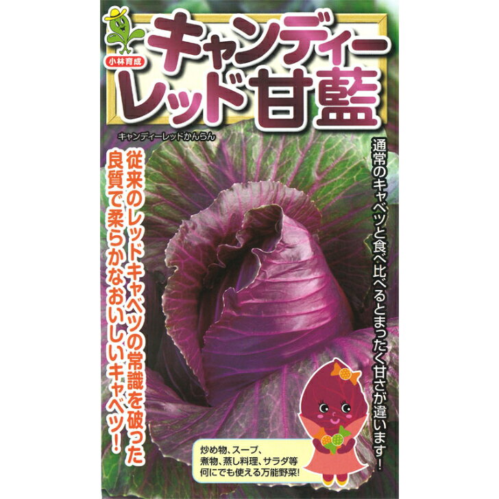 【 キャンディーレッド 】 赤キャベツ 種 キャベツの種 小林種苗