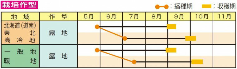 【 青豊 】 枝豆 種 枝豆の種 エダマメ 約110日タイプ 雪印種苗