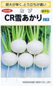 【 CR雪あかり 】 カブ 種 蕪 かぶ 種子 渡辺採種場