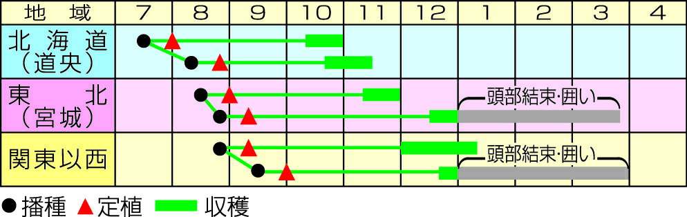 【 黄皇85 】 白菜 種 白菜の種 種子 ハクサイ 渡辺採種場 松島交配