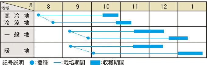 【 あじまるみ 】 大根 種 大根の種 種子 おでん おでん大根 短形大根 大和農園