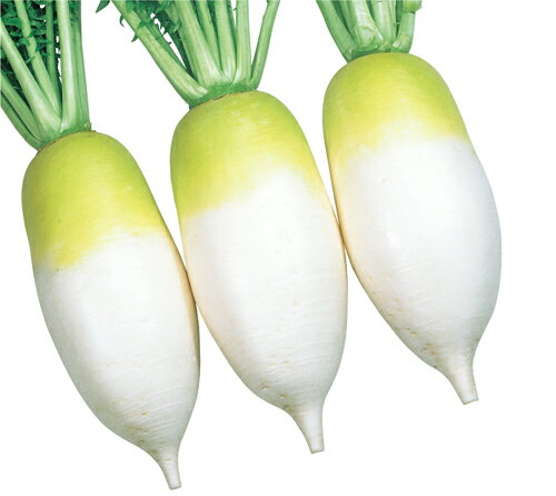 【 あじまるみ 】 大根 種 大根の種 種子 おでん おでん大根 短形大根 大和農園