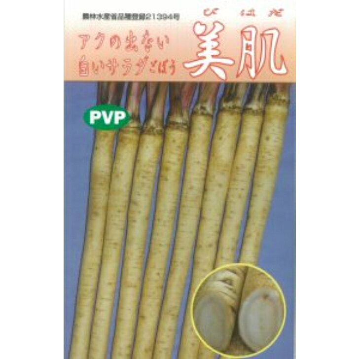 商品情報品種の特性美肌は滝野川牛蒡の中から選抜育成され際立った特徴を備えた白いごぼうです。表皮、果肉ともに白色でたいへん見栄えの良い白いごぼうですアクがほとんど無いことから洗い牛蒡として表皮や果肉の白さが継続される特別な性質があります。アクがほとんど無く調理前のさらしを必要とせずサラダ牛蒡として、加工前の下処理の必要がないことから加工用 原料として利用価値が高い早生ごぼうではス入りが遅く果肉が緻密根長75～85cm早生系で立ち性の小葉のため密植栽培が可能です。本種の特性上、若干アクの発生に個体差が生じることもあります。栽培のポイント標準栽培では株間5～8cm　畦巾60～70cm【 美肌 】 ごぼう 牛蒡 ゴボウ 種 たね タネ サラダゴボウ 牛蒡の種 ゴボウの種 ゴボウの種 佐藤政行種苗 アクが少ない白いサラダ牛蒡。皮や果肉が白く柔らかくおいしい。時短料理に！ 5