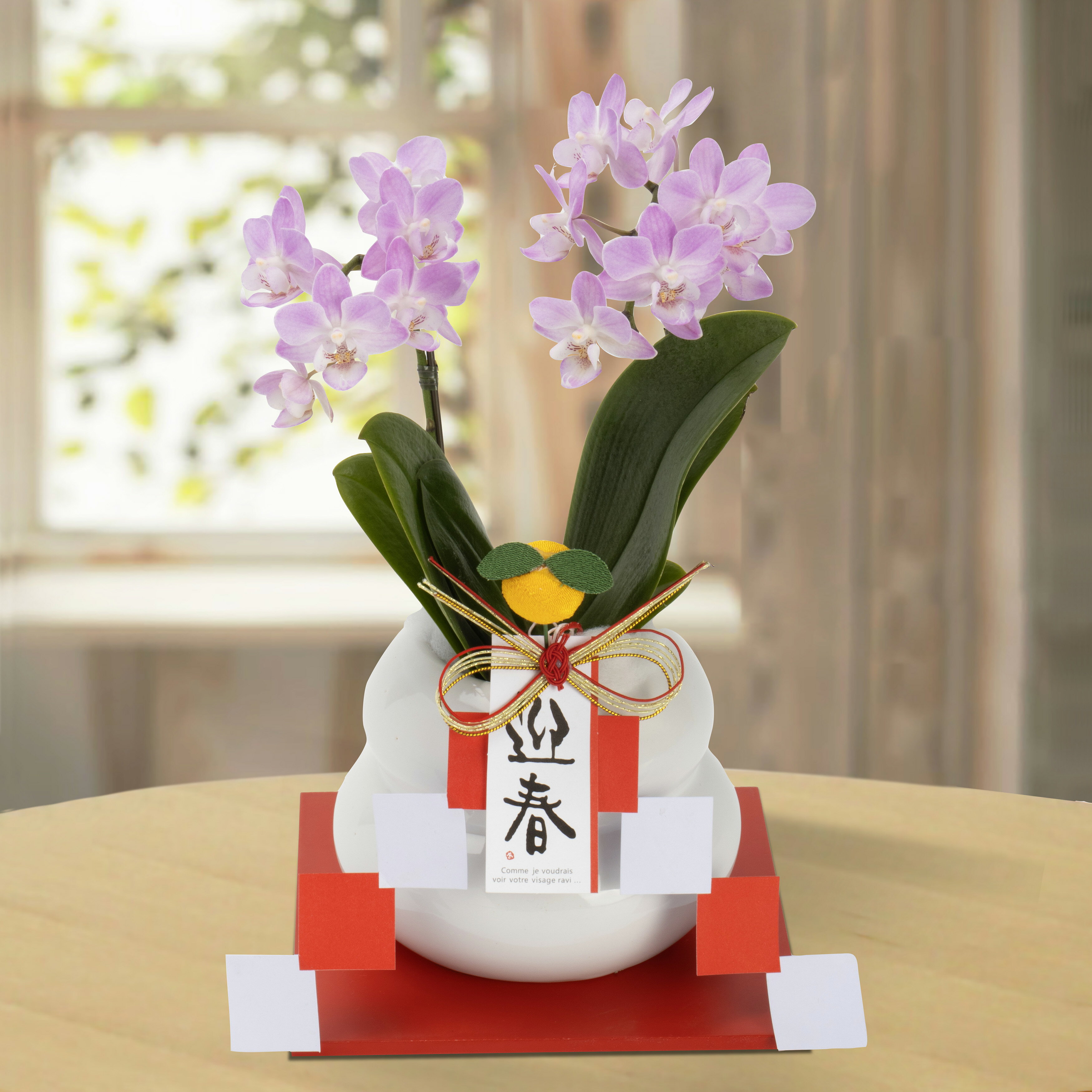 【12/20以降お届け】「迎春ミニ胡蝶蘭26」新年御祝 迎春 正月飾り 花 鉢物 ピンク ギフト プレゼント ..