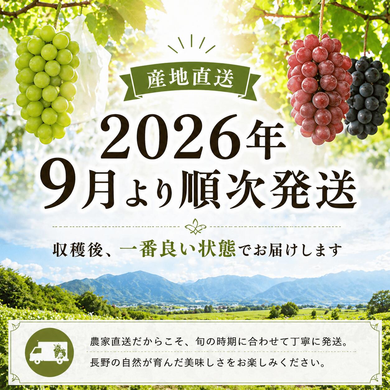 【七夕セール7/7〜 10％OFFクーポン】シャインマスカット コトピー 食べ比べ ギフトセット【2026年9月上・中旬～10月下旬順次発送】先行予約 長野 須坂市 高級ぶどう 種なし 皮ごとOK 贈答用 内祝い プレゼント 送料無料 産地直送 詰め合わせ 佐藤果樹園 satokajyuensuzaka-10000009 佐藤果樹園オンラインストア サンプル画像3