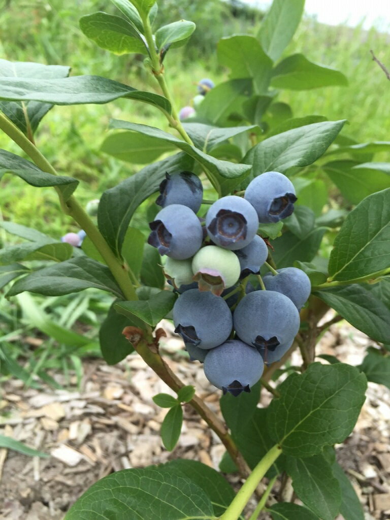 【7月上旬より発送】 生 ブルーベリー 6パック 朝摘み 【農薬 化学肥料不使用】 和歌山産 /生のブルーベリーの新鮮な美味しさを感じて欲しい/無農薬 ブルーベリー/ブルーベリー 生/完熟 ブルー…