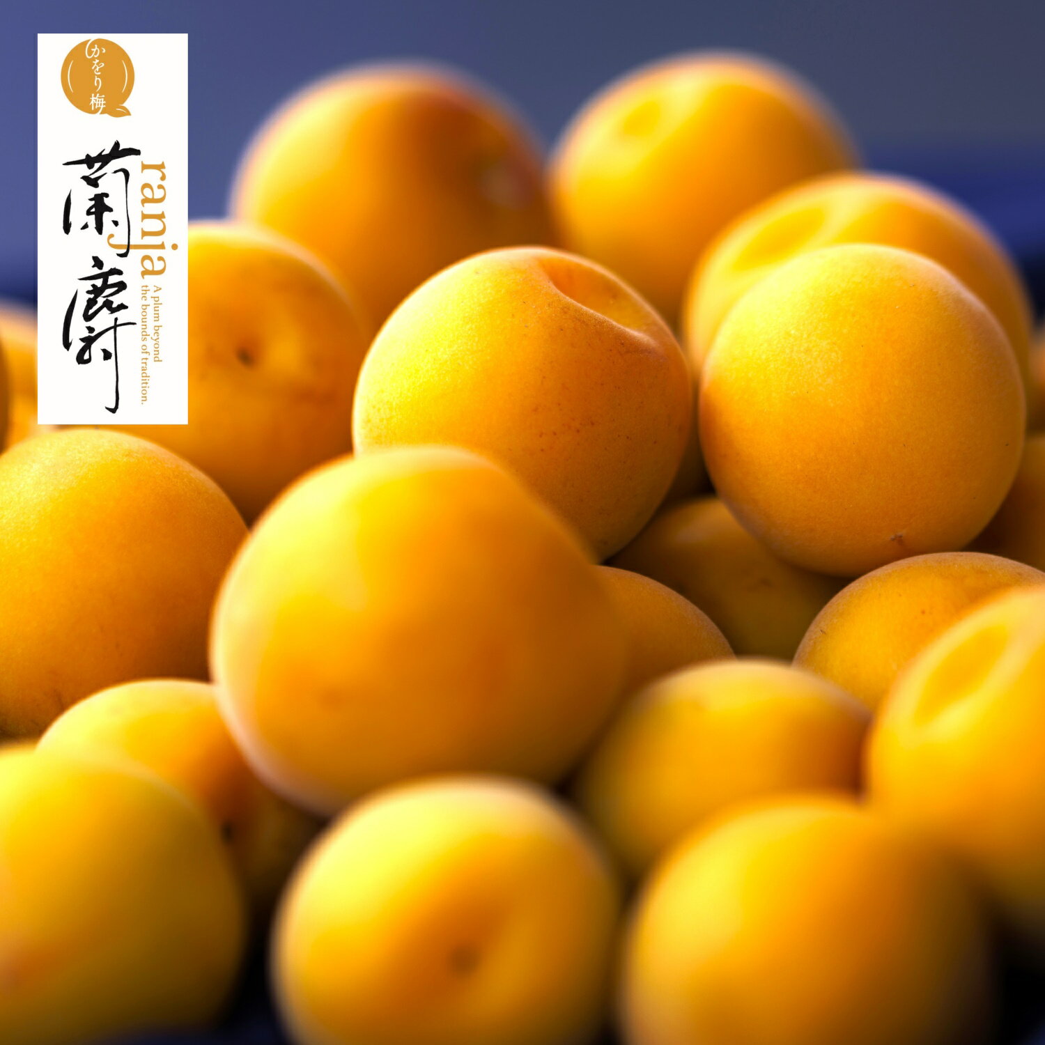 ≪予約承り中≫ 【かをり梅 蘭麝】 10kg（樹上完熟 自然落下梅） ［クール便送料込］ 福井県産 樹上完熟梅 本物の完熟梅は自然落下まで待ったもの 完熟梅 生梅/梅/完熟梅/梅干し用 生梅/梅酒用 生梅/梅/南高梅/黄金の梅 の子品種/完熟 生梅 かをり梅 らんじゃ【smtb-TD】