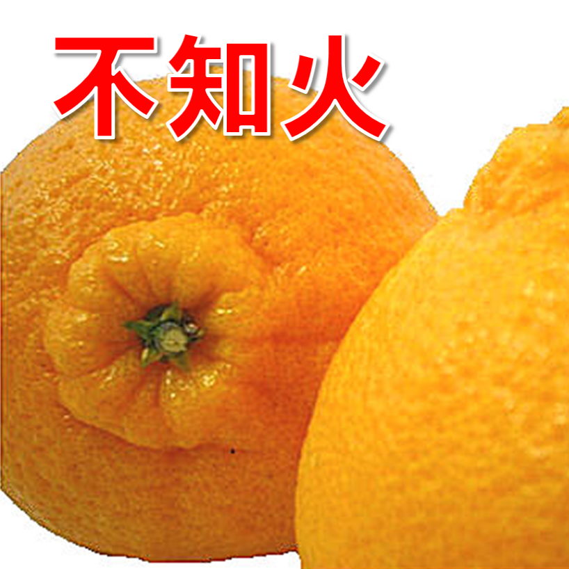 贈答用 不知火 9~11個（