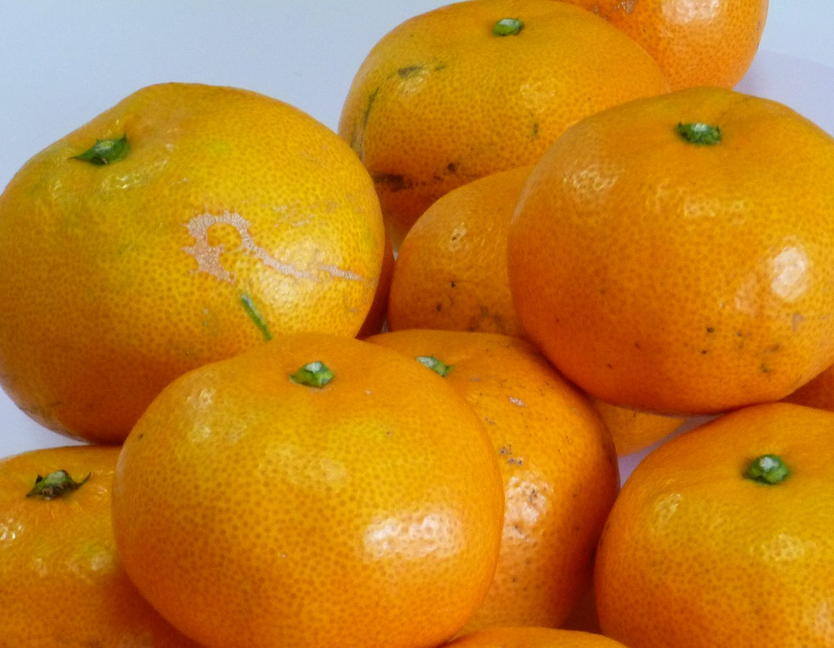 年内お届け みかん 【訳あり】訳あり みかん 10kg 家庭用 愛媛 みかん 訳アリ みかん 西宇和みかん / みかんの里 みかん 愛媛 愛媛みかん【わけあり みかん 10キロ】 愛媛みかん みかん 愛媛 みかん 10kg 訳あり みかん 【smtb-TD】のサムネイル