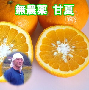 【無農薬甘夏】安心で美味しい甘夏をお取り寄せしたいです。おすすめは？