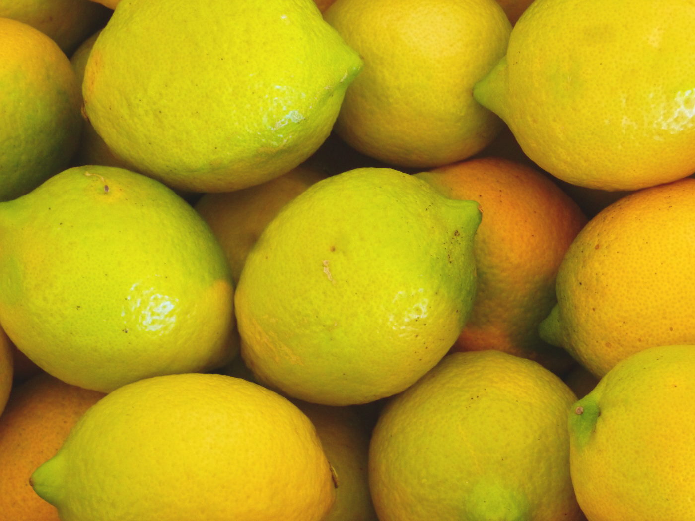 国産レモン 10kg 皮ごと食べられる国産レモン 防腐剤 防カビ剤 不使用 ノーワックス レモン 送料無料 ..