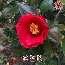 ことじ15cmポット挿木苗【椿 つばき ツバキ 椿苗 兼六園 けんろくえん 早咲き 花木 お茶花 庭木 苗木 鉢植え 趣味 園芸 初心者】初めて植物を育てる方にもおすすめ!