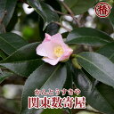 関東数寄屋・かんとうすきや15cmポット挿木苗【椿 つばき ツバキ 椿苗 侘助 ワビスケ 花木 お茶花 庭木 苗木 鉢植え 趣味 園芸 初心者】初めて植物を育てる方にもおすすめ!