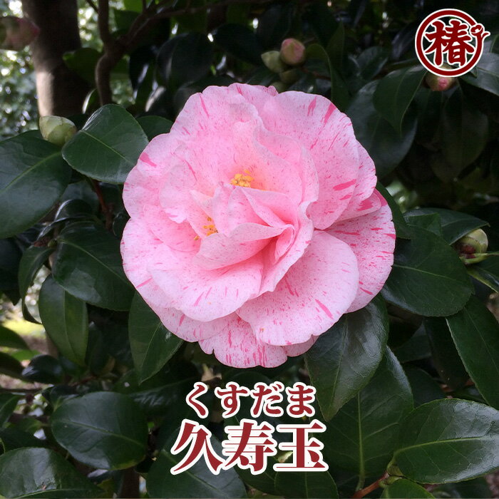 久寿玉・くすだま15cmポット挿木苗【椿 つばき ツバキ 椿苗 花木 お茶花 庭木 苗木 鉢植え 趣味 園芸 初心者】初めて植物を育てる方にもおすすめ！