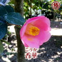 香華・こうか15cmポット挿木苗【椿 つばき ツバキ 椿苗 花木 お茶花 庭木 苗木 鉢植え 趣味 園芸 初心者】初めて植物を育てる方にもおすすめ！