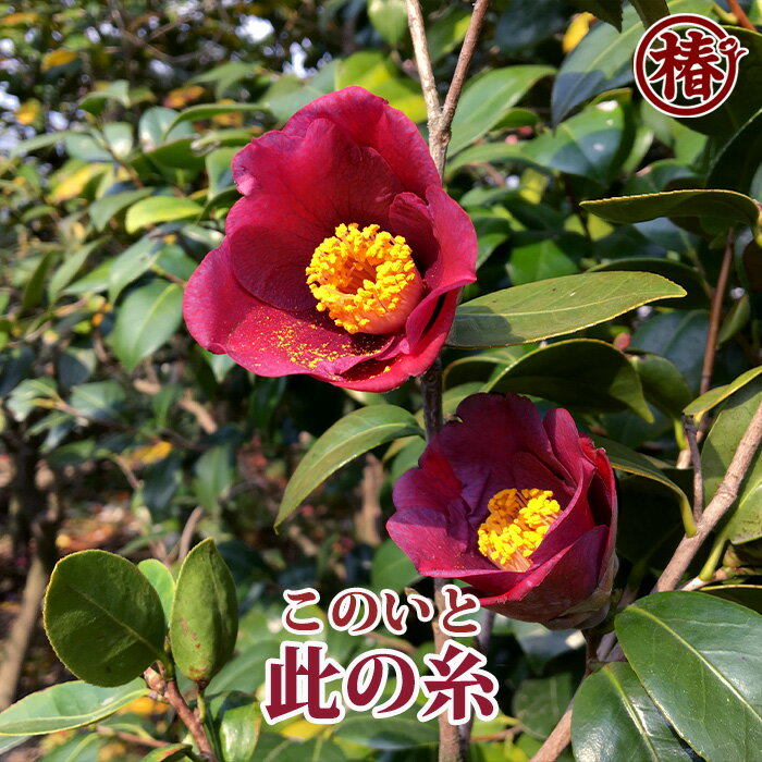 此の糸・このいと15cmポット挿木苗【椿 つばき ツバキ 椿苗 花木 お茶花 庭木 苗木 鉢植え 趣味 園芸 初心者】初めて植物を育てる方にもおすすめ！のサムネイル