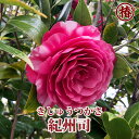紀州司・きしゅうつかさ15cmポット挿木苗【椿 つばき ツバキ 椿苗 花木 お茶花 庭木 苗木 鉢植え 趣味 園芸 初心者】初めて植物を育てる方にもおすすめ!