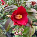 烏丸・からすま15cmポット挿木苗【椿 つばき ツバキ 椿苗 花木 お茶花 庭木 苗木 鉢植え 趣味 園芸 初心者】初めて植物を育てる方にもおすすめ!