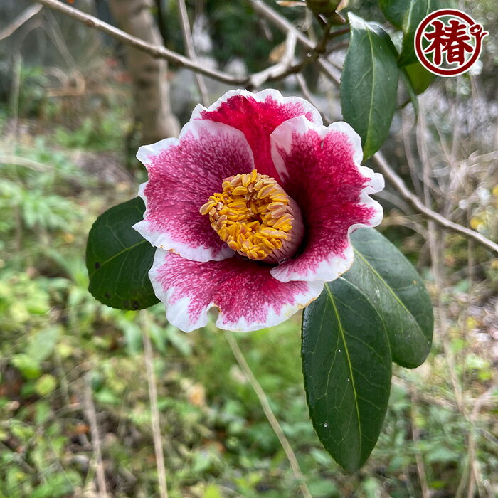 隠れ磯・かくれいそ15cmポット挿木苗【椿 つばき ツバキ 椿苗 花木 お茶花 庭木 苗...