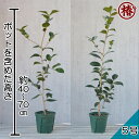 秋一番・あきいちばん15cmポット（5号鉢）挿木苗【椿 つばき ツバキ 椿苗 花木 お茶花 庭木 苗木 鉢植え 趣味 園芸 初心者】初めて植物を育てる方にもおすすめ！ 2