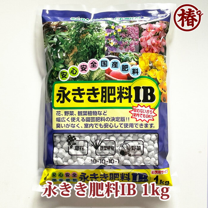 永きき肥料IB 1kg ながききひりょう 1キロ グラム緩効性肥料 国産 化成 肥料 IB アイビー 長く効く 庭師 推奨 椿 つばき ツバキ 花木 果樹 置き肥 庭木 盆栽 花壇 花苗 苗木 鉢植え 資材 園芸 用土 初心者にも安心のサムネイル